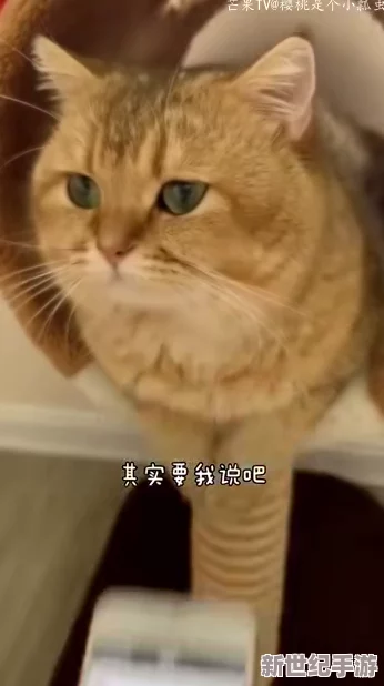 小色猫：探讨其在家庭环境中的行为特征与人类互动的影响因素分析