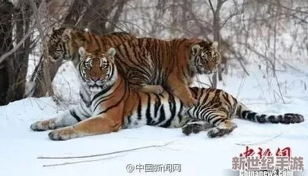 四影虎影www4hu23cmo：解析这一现象背后的文化意义与对现代社会的影响