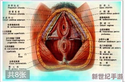 摸男生睾丸有黏糊糊的东西，背后隐藏着惊人的真相与不为人知的秘密！